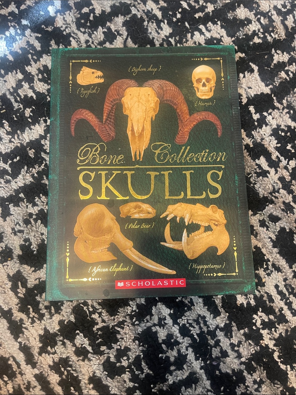 SKULLS-bone collection book by scholastic